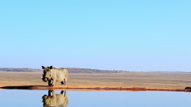 Common warthog kneeling down at edge of waterhole to drink, low POV reflection