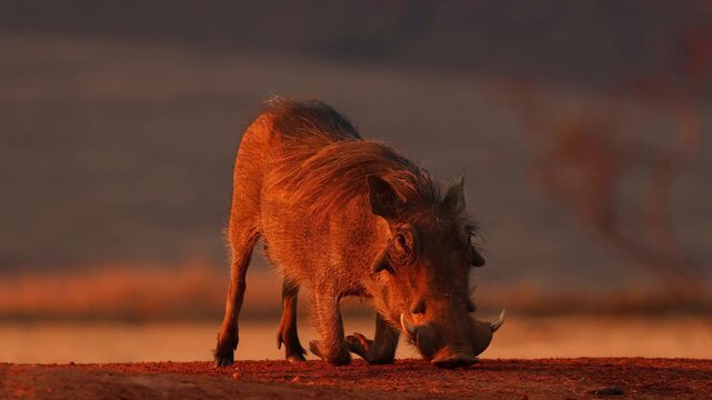Low frontal view of African warthog on bent front legs feeding at sunset