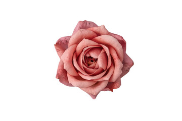 Fototapeta premium Single dusty pink rose bloom viewed from above