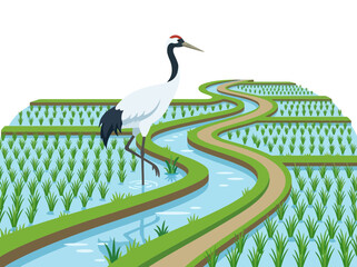 Obraz premium A majestic red crowned crane standing gracefully in a lush green rice paddy field.