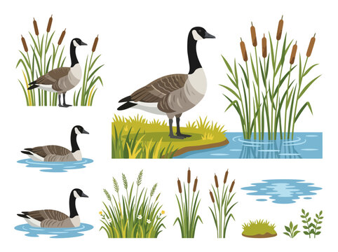 A collection of Canada geese in various poses with wetland vegetation and water elements.