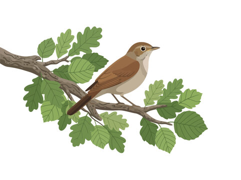 A detailed illustration of a small brown nightingale perched on an oak tree branch.
