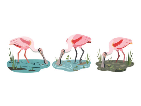 Three roseate spoonbills foraging in shallow water in a watercolor illustration.