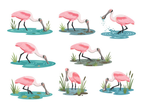 Collection of watercolor roseate spoonbill birds in various poses and activities.