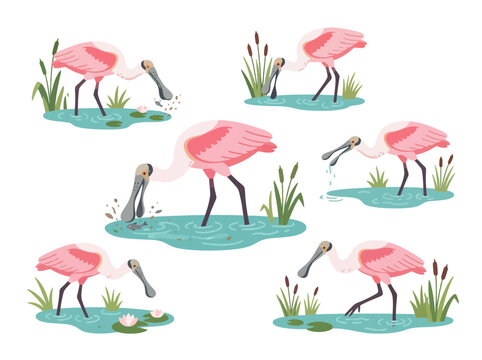 Set of six illustrations featuring pink roseate spoonbill birds in various natural poses.