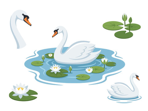 A collection of elegant white swans and blooming water lilies on a pond.