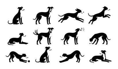 Fototapeta premium greyhound, dog, canine, pet, behavior, vector, illustration, flat, bundle, collection, character, mascot, running, sitting, standing, barking, sleeping, playing, stretching, training, editable, isolat