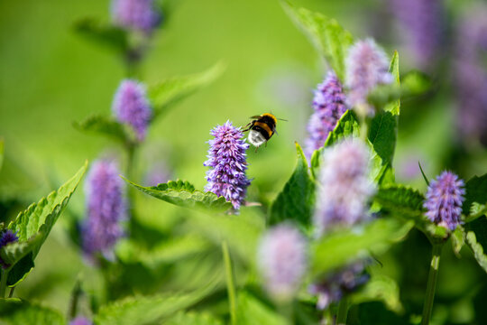 Close-up of a bumblebee pollinating purple flower spikes of an Agastache plant, hyssop, in a summer garden.
