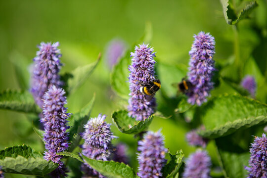 Close-up of a bumblebee pollinating purple flower spikes of an Agastache plant, hyssop, in a summer garden.