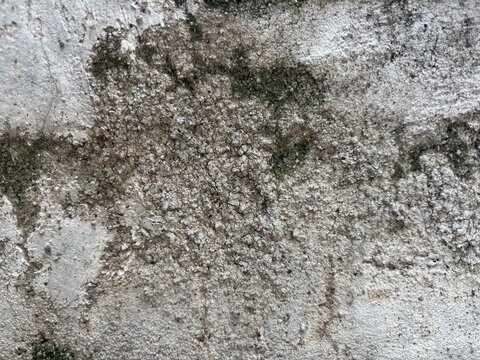 Close-up of weathered concrete wall with green moss growth.