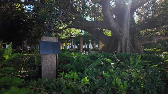Bust of Jose Marti and giant Ficus tree, Alameda Apodaca, Cadiz, Spain