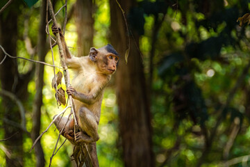 Long-Tailed Macaque Portrait in Tropical Forest © rastales00