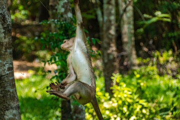 Long-Tailed Macaque Portrait in Tropical Forest © rastales00