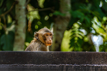 Long-Tailed Macaque Portrait in Tropical Forest © rastales00