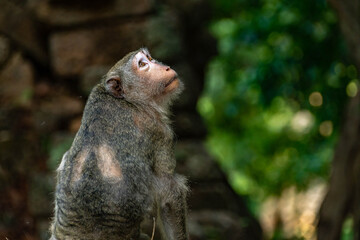 Long-Tailed Macaque Portrait in Tropical Forest © rastales00