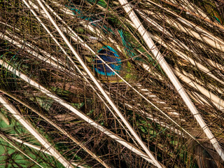 Hidden Peacock Feather Eye Among Quills texture  © sasoriprastyo