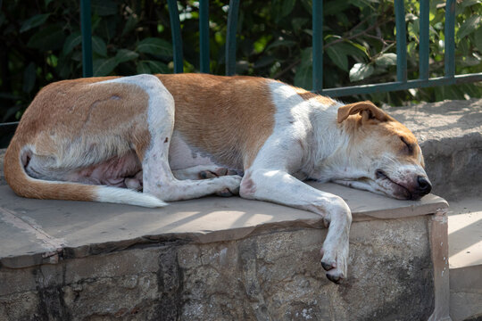 Stray Dog Sleeping Peacefully on Stone Ledge in Sunlight. Tan and White Homeless Dog Napping on Stone Platform