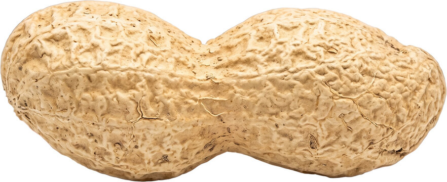 Close up of Single peanut shell, isolated on transparent background