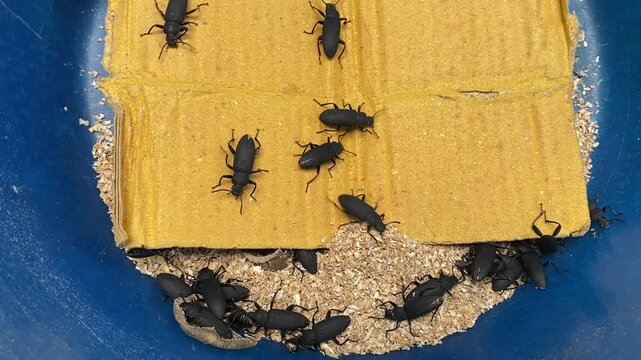 Black mealworm beetles crawling on cardboard and oats in a container