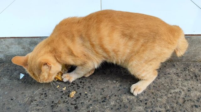 An orange cat is enthusiastically devouring a piece of chicken it found.