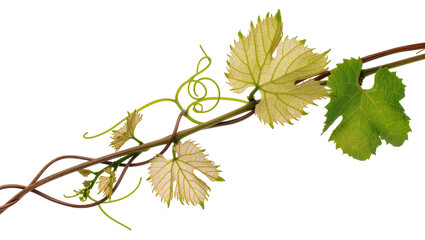 Green grape vine with tendrils and leaves, isolated on transparent background © Constantin