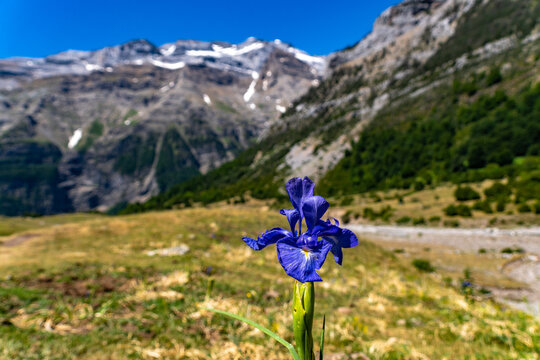 Purple Wild Iris Blooming in an Alpine Mountain Meadow
