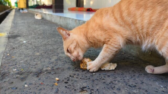 An orange cat is enthusiastically devouring a piece of chicken it found.