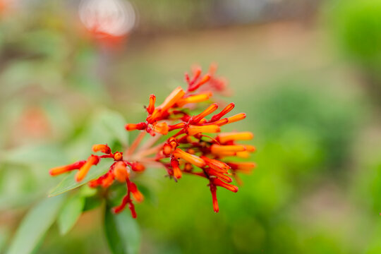 Orange firebush flowers in a garden. Vibrant tropical bloom with soft natural bokeh background.