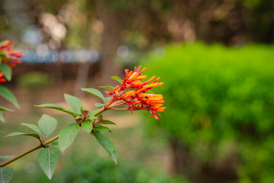 Orange firebush flowers in a garden. Vibrant tropical plant blooming in natural sunlight.