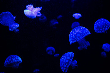 Colorful jellyfish swim in dark water at an aquarium during an evening visit © ir1ska