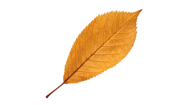Dry yellow orange autumn fallen leaf with detailed veins structure isolated on transparent background