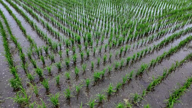 Young rice seedlings growing in flooded paddy with perfectly aligned rows. Early cultivation stage highlighting irrigation, sustainable farming, healthy crop development and food production.