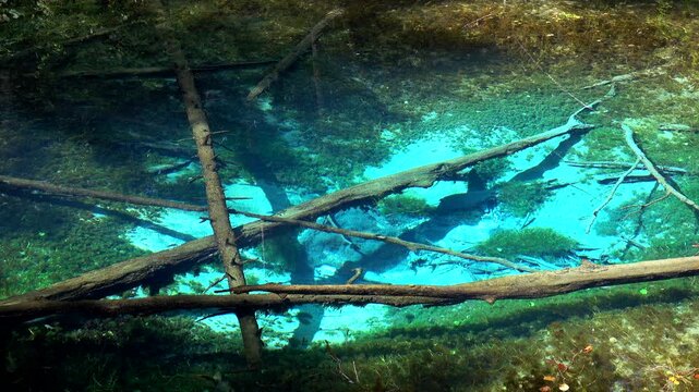 神の子池　湧水の噴き出し口と魚