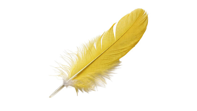 Single soft bright yellow bird feather plumage graphic decoration detail isolated on transparent background