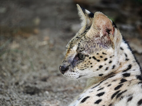 beautiful serval or Leptailurus serval lying peacefully on a rock,
