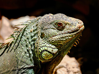 Fototapeta premium Iguana, a big lizard native to tropical areas of Mexico, Central America and the Caribbean.