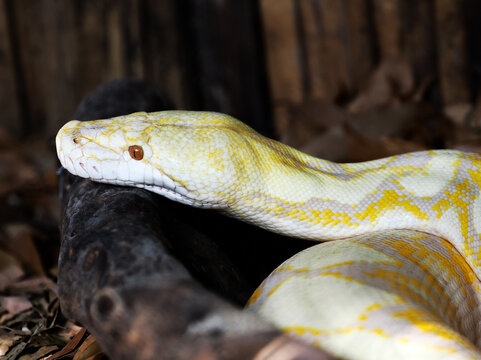 Head of a large specimen of albino python, along more than 3 meters