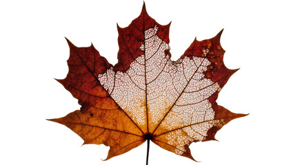 Fototapeta premium Detailed maple leaf skeleton with decaying edges, isolated on transparent background