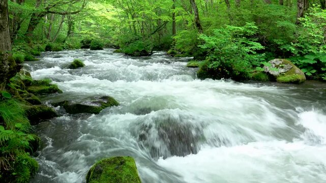 奥入瀬渓流の新緑　三乱の流れ