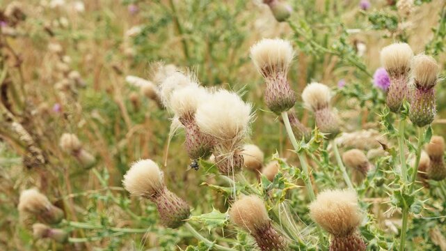 Fluffy white thistle flower macro close up stock footage