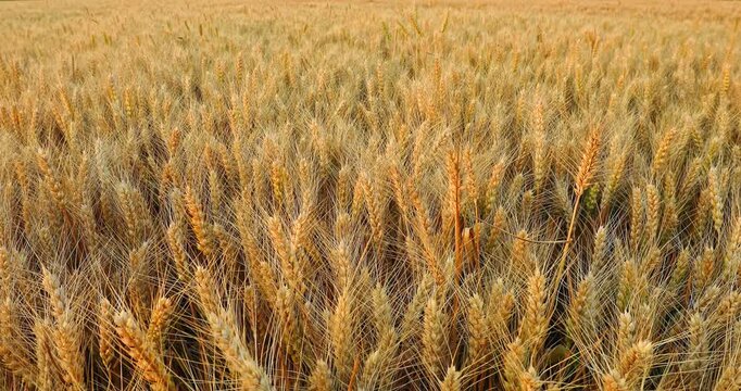 Golden wheat field swaying in the wind during harvest season as a symbol of agricultural abundance