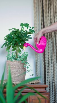 Caring adult man smiling and enjoying his gardening hobby, watering a green schefflera plant with a funny flamingo-shaped watering can for healthy growth and home wellbeing