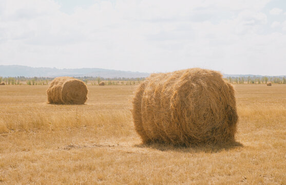 Large round hay bales in wide golden harvested wheat field under sunny summer sky. East Kazakhstan