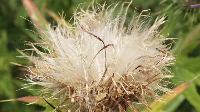 Fluffy white thistle flower macro close up stock footage