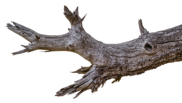 Gnarly weathered dead tree branch with rough texture, isolated on transparent background
