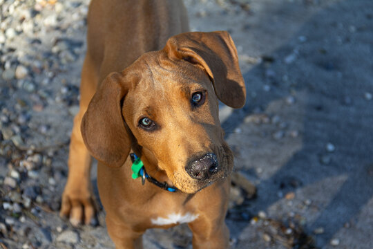 Purebred 12-week-old Rhodesian Ridgeback puppy tilting head, showcasing transitioning steel-blue eyes due to developing puppy melanin pigment. Sand on his nose.