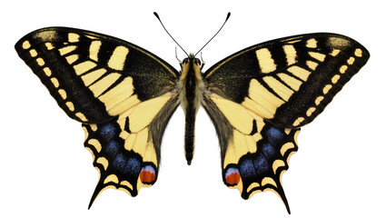 Yellow and black butterfly with blue and red spots, isolated on transparent background © Veaceslav