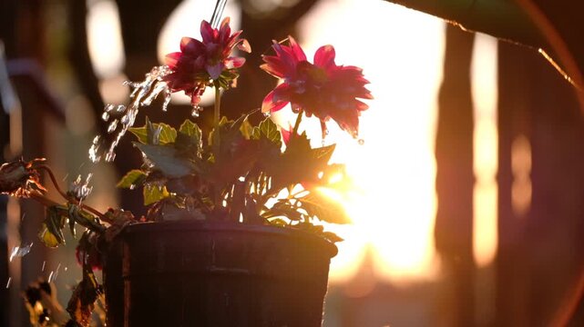 flower in the window