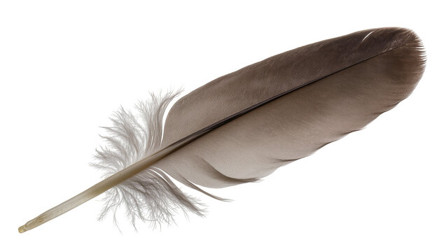 Single grey bird feather with fluffy barbs, isolated on transparent background