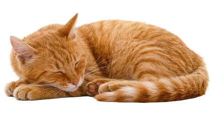 Orange tabby cat sleeping curled up, isolated on transparent background © Veaceslav